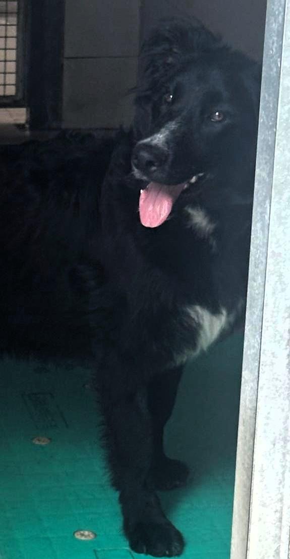 Donatello Dolce Cagnolino